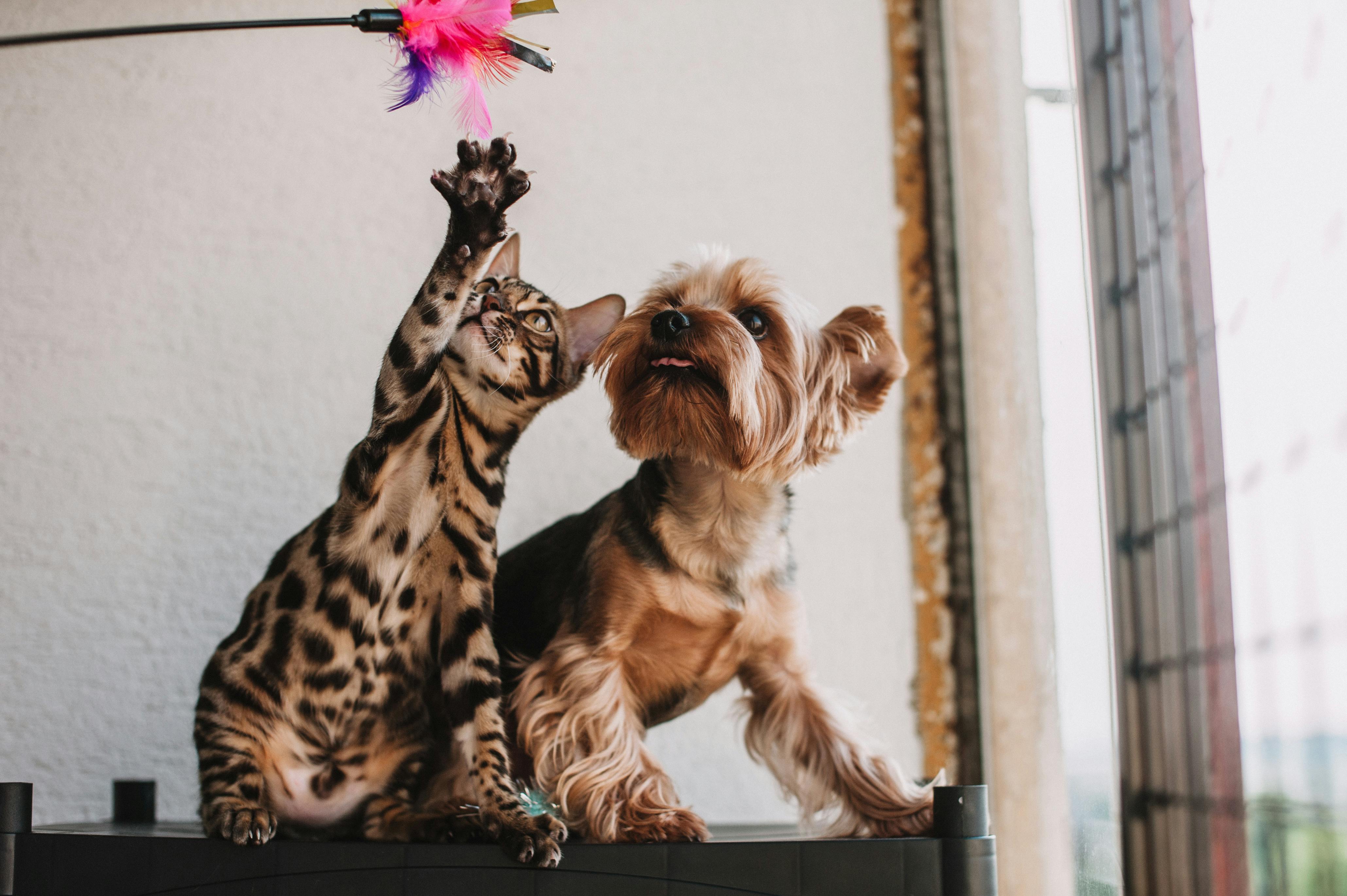 Happy pets enjoying life